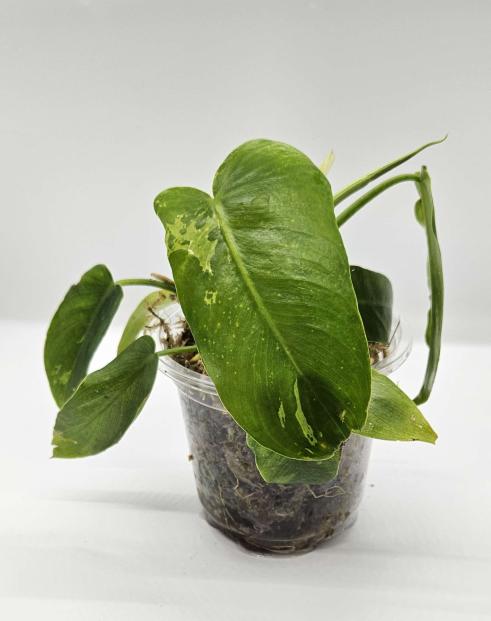 philodendron golden dragon propagation Mottled Golden Dragon Philodendron – Celestial Gardens Boutique