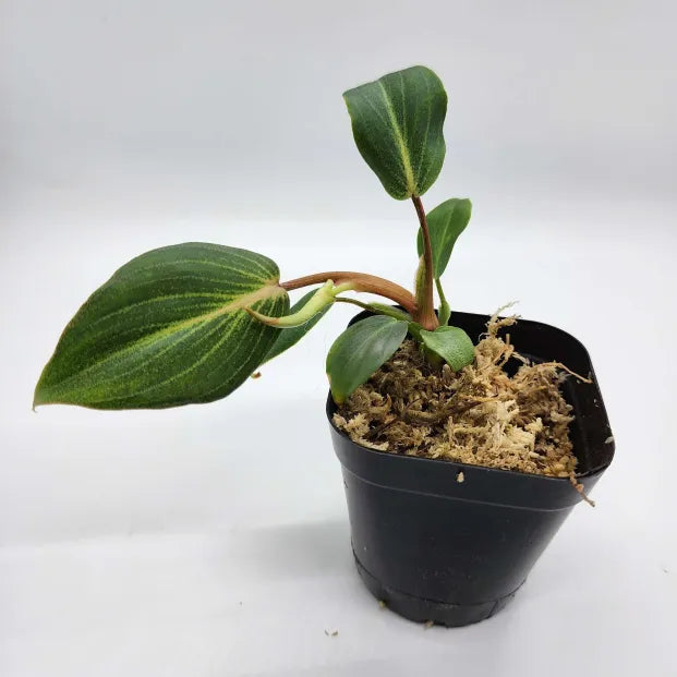 philodendron gloriosum dark Philodendron Gloriosum Dark Form