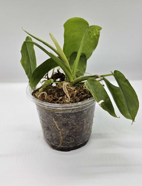 Mottled Golden Dragon Philodendron