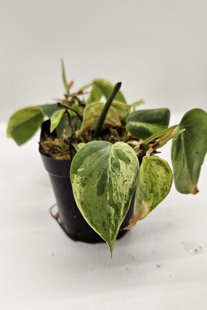 Variegated Heartleaf Philodendron – Celestial Gardens Boutique