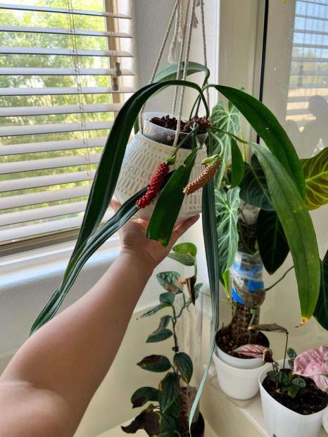 anthurium bakeri care Anthurium Bakeri