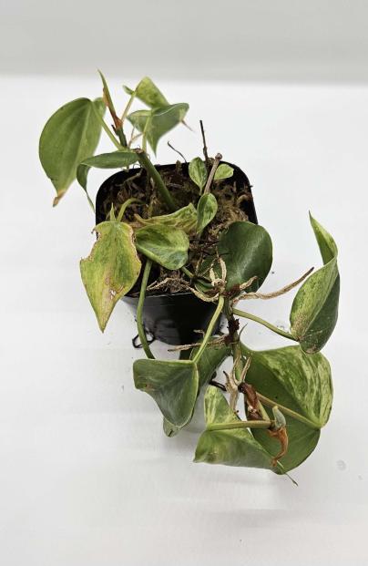 Variegated Heartleaf Philodendron