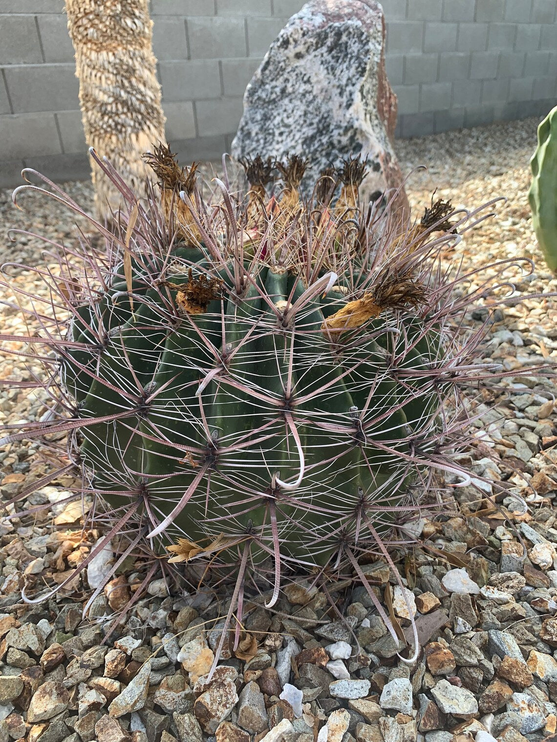 Fishhook Barrel Cactus 50 ct Seeds