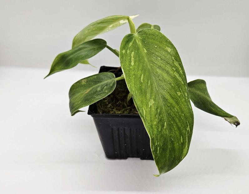 Philodendron Jose Buono