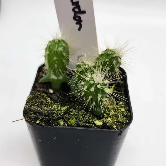 Cardon Cactus Seedlings - 2" Pot