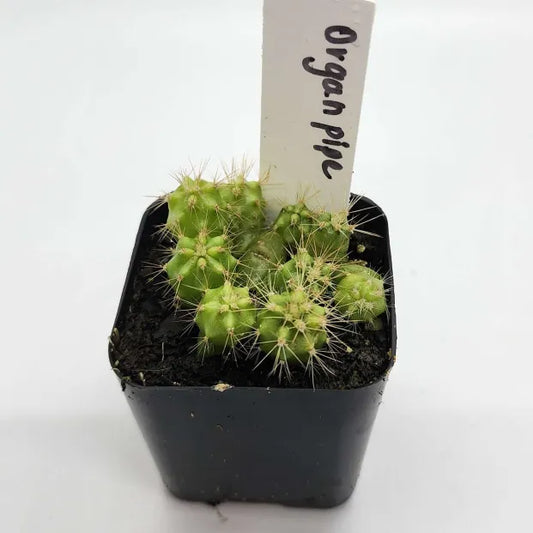 Organ Cactus Seedlings - 2" Pot