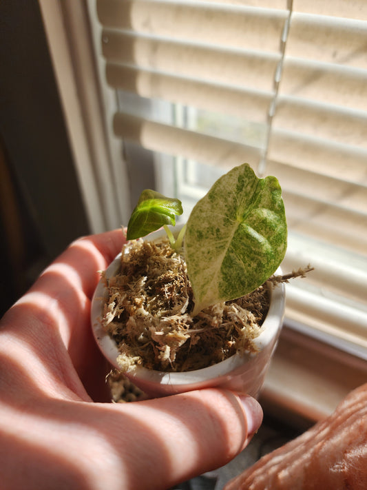 Golden Bones Variegated Alocasia Starter