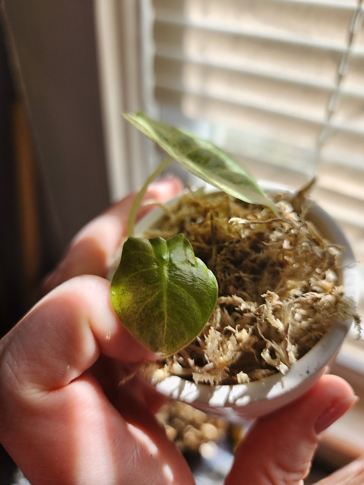 Golden Bones Variegated Alocasia Starter