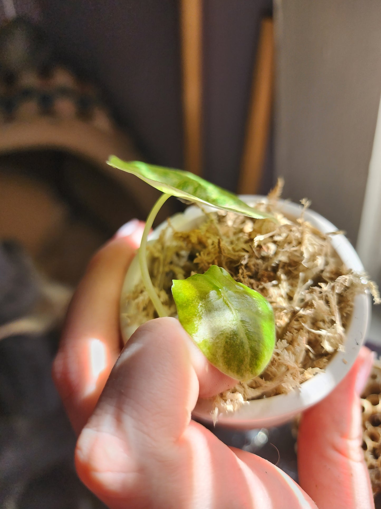 Golden Bones Variegated Alocasia Starter