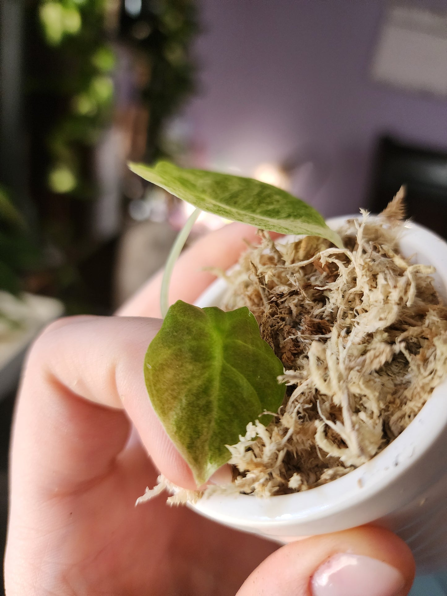 Golden Bones Variegated Alocasia Starter