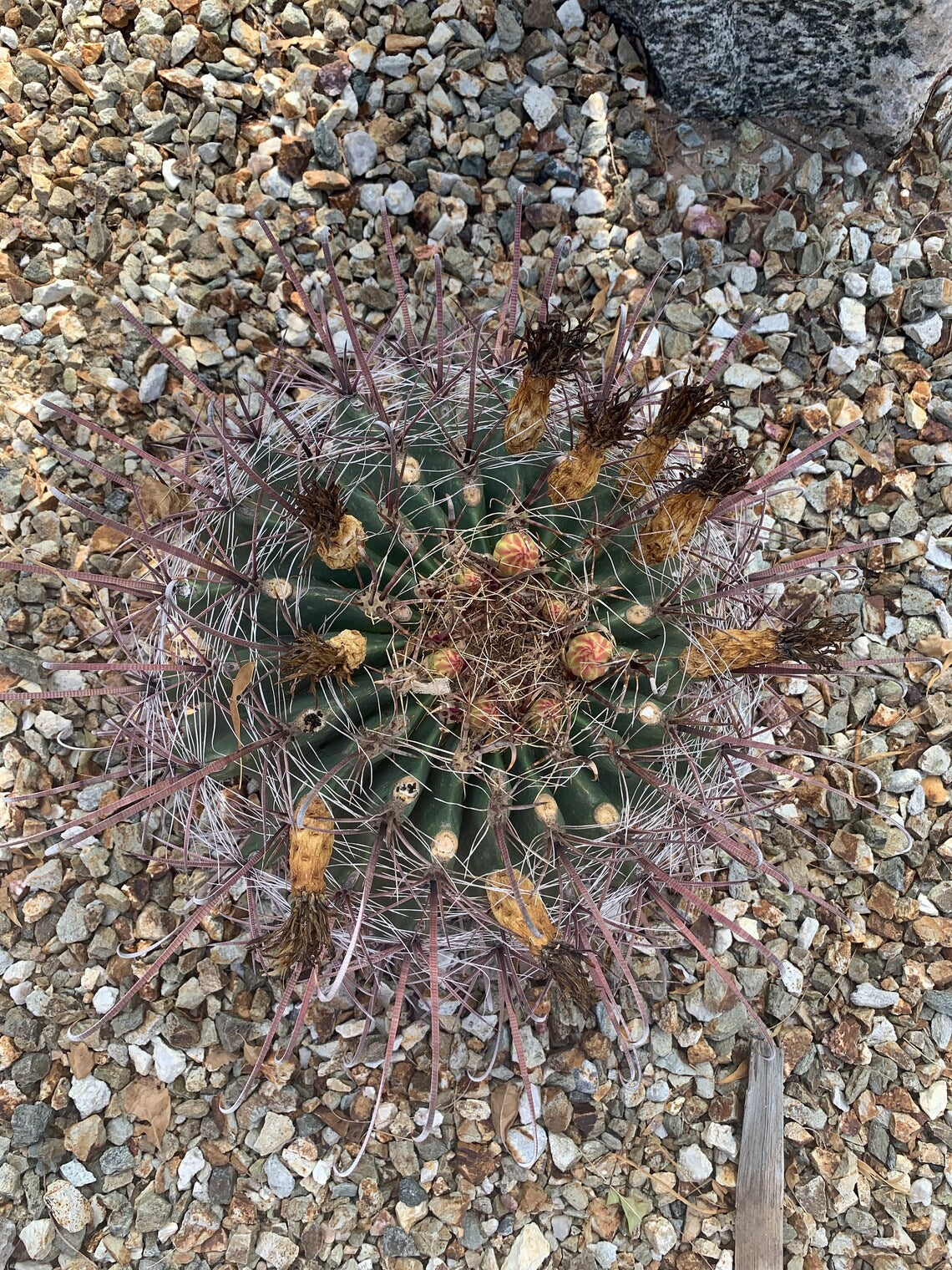 Fishhook Barrel Cactus 50 ct Seeds