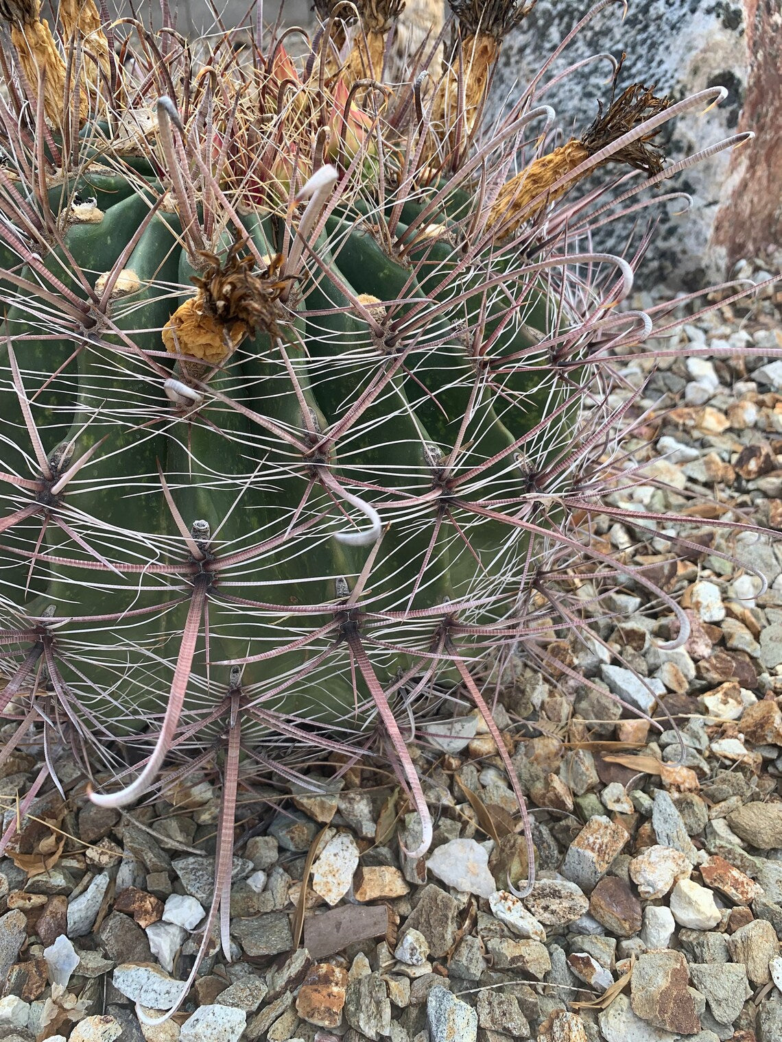 Fishhook Barrel Cactus 50 ct Seeds