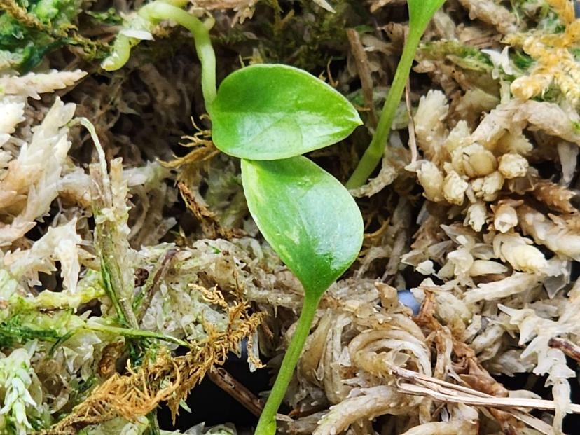 Anthurium Bakeri