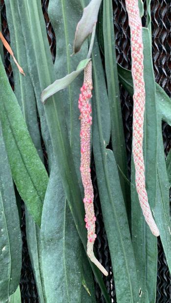 Anthurium Vittarifolium