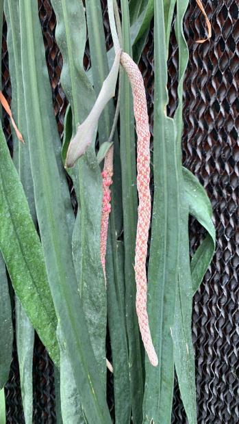 Anthurium Vittarifolium