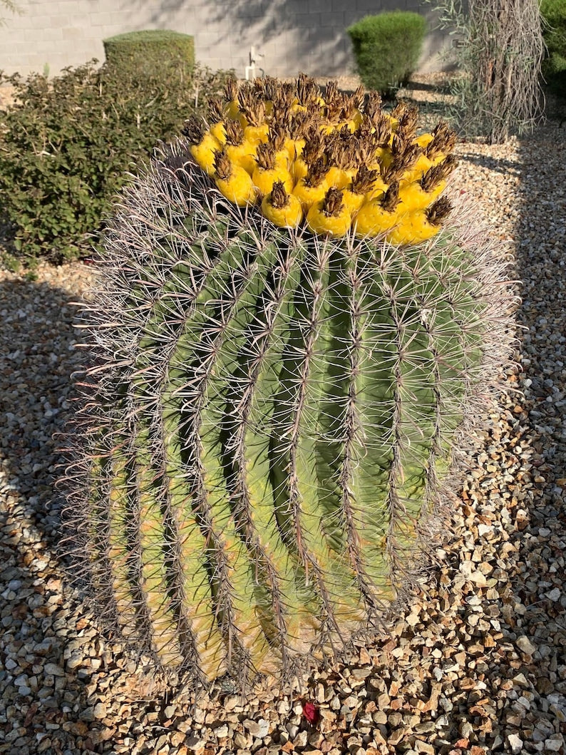 Devils Tongue Barrel Cactus 30 ct Seeds